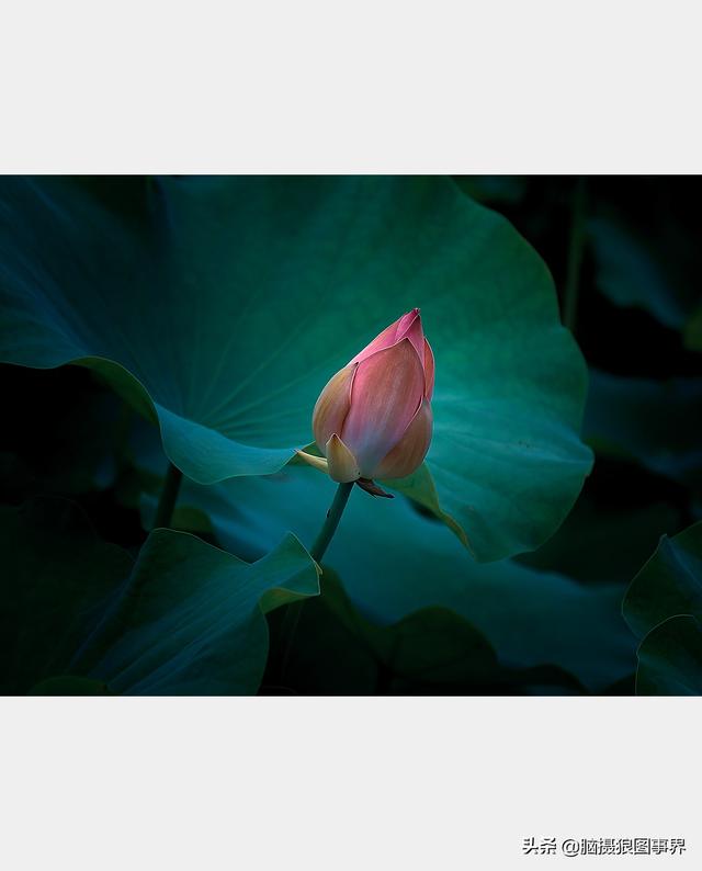 荷花图片，荷花图片大全真实照片（分享18张实拍荷花照）