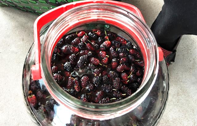 桑葚泡酒的正确方法，桑葚怎样泡酒（配方和做法教给你）