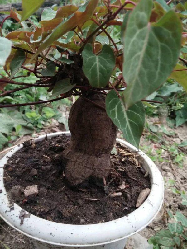 枸杞根的功效与作用，枸杞根的作用与功效（明年呼呼长成小盆栽）