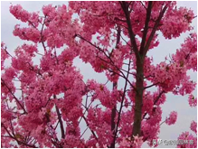 中国樱花有几个品种，中国樱花树品种（这81种樱花）