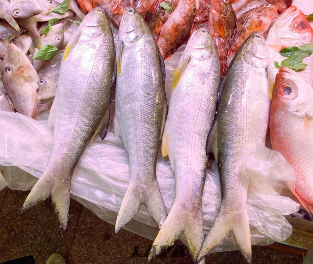 马鲛鱼高清实拍图鉴：流线身形与银蓝光泽展现海洋掠食者独特魅力