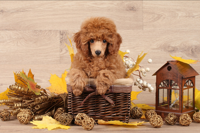 萨摩耶一直扑人怎么办，怎么训练萨摩耶不扑人（常见粘人的狗狗排行榜）