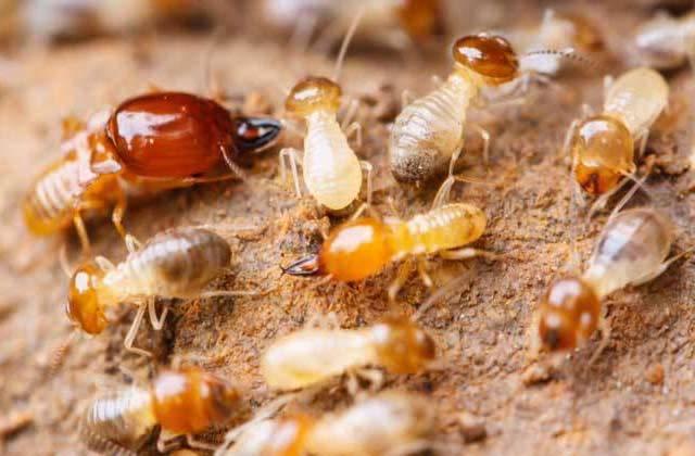 白蚁有类似蚂蚁营社会性生活,社会阶级为蚁后,蚁王,兵蚁,工蚁,虽一般
