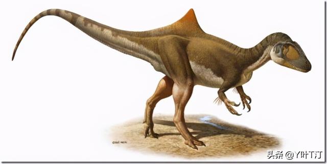 特暴龙 体态比较大属于暴龙超科远亲是霸王龙，特暴龙和霸王龙谁厉害（异特龙超科<下盘点>）