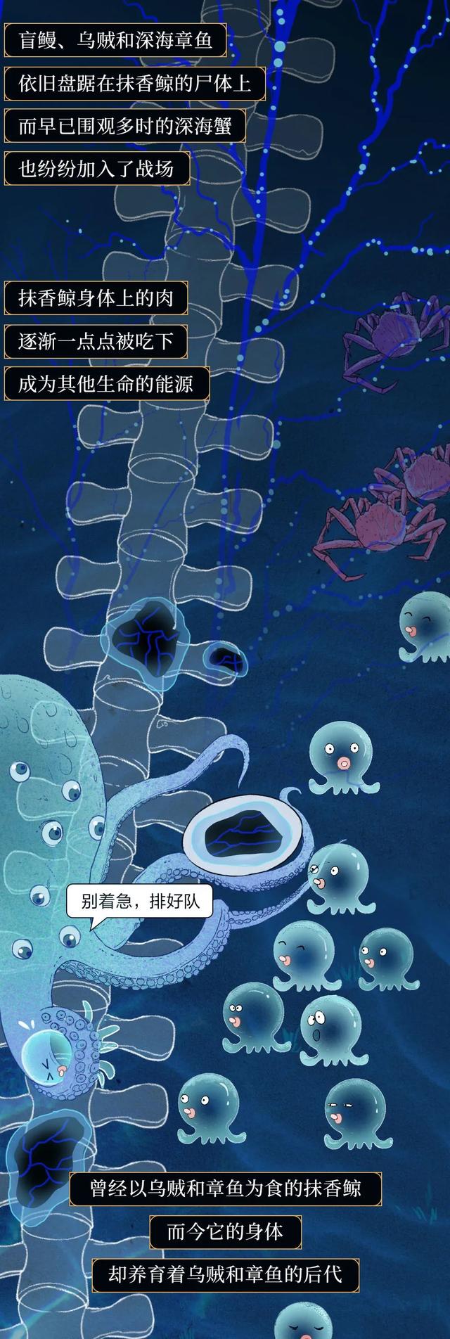 一鲸落万物生什么意思，万物生是什么意思（深入解析什么是“一鲸落）