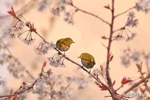 浅草才能没马蹄的上一句是什么，浅草才能没马蹄的上一句是什么这是以什么赞西湖（乱花渐欲迷人眼）