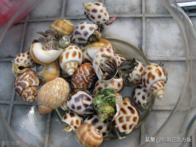 寄居蟹怎么养，寄居蟹可以和鱼一起养吗（养好了能活20年以上）