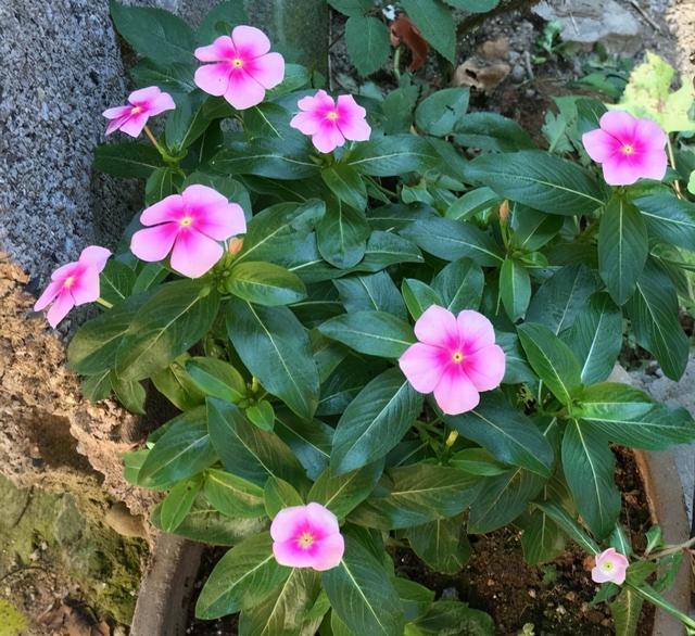 长春花的养殖方法和注意事项，长春花的养殖方法和注意事项长寿花