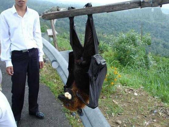 马来大狐蝠吃什么，马来大狐蝠长什么样子（<比人还大只吃水果>）