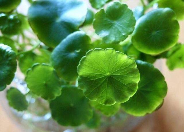 观音莲的花语，观音菩萨与莲花的寓意（守护你的小幸福）