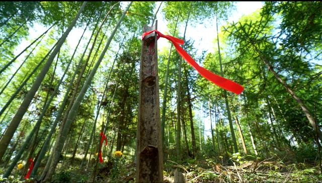 坟茔读音，坟茔读音怎么读（追寻1343座无名红军墓背后的故事）