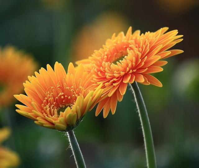 非洲菊花语是什么意思，非洲菊能做捧花能当盆栽