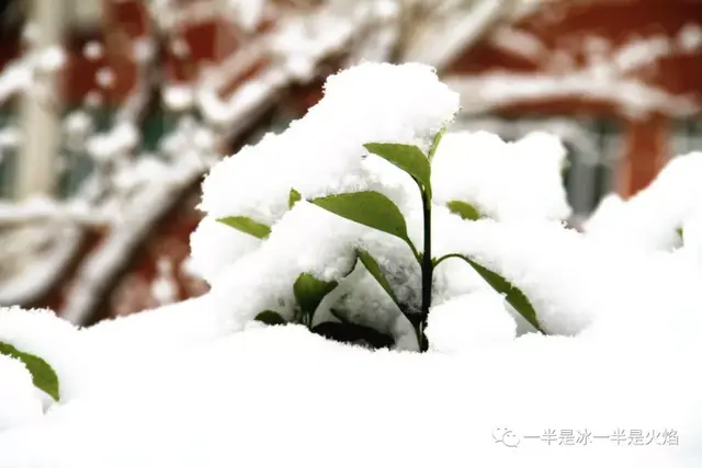 美到极致的春雪散文，散文：遇一场春雪