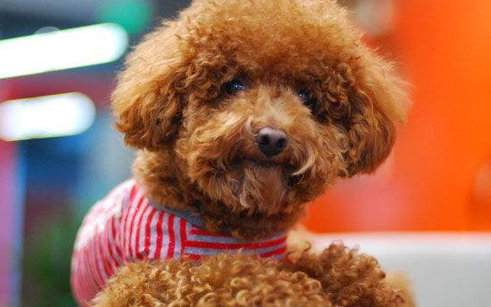 泰迪怎么训练，泰迪犬该如何训练