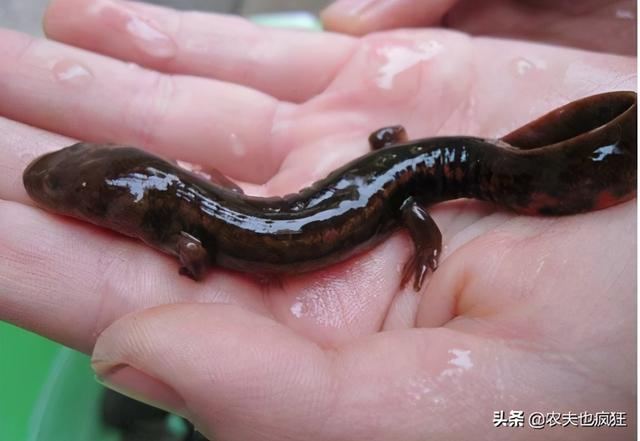 娃娃鱼是保护动物吗，大鲵是几级保护动物（大鲵是不是我国一级保护动物）