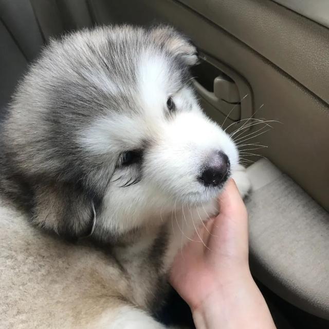 金毛犬，6种狗狗小时候和长大的对比（金毛犬的优缺点及性格）