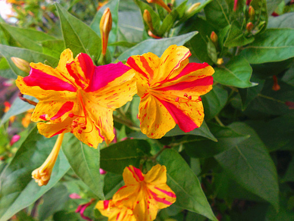 紫茉莉（紫茉莉花），农村院里的3种茉莉花（紫茉莉 茉莉）