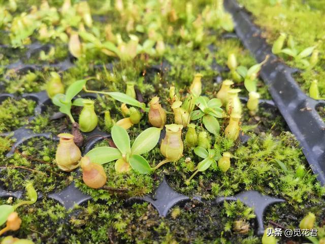猪笼草（猪笼草图片，不同的生长状态（猪笼草的草的图片）
