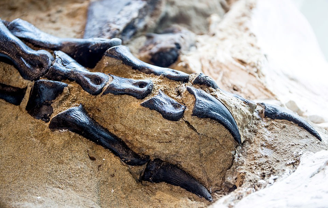 暴龙和霸王龙的区别有哪些，霸王龙是暴龙的一种还是属于暴龙（6700万年前“双龙决斗”化石被发现）