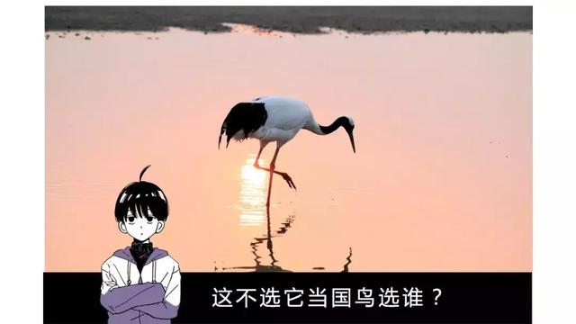 中国的国鸟是什么鸟,中国的国鸟是什么动物(绝大多数的人都不知道) 中国的国鸟是什么鸟,中国的国鸟是什么动物(绝大多数的人都不知道)