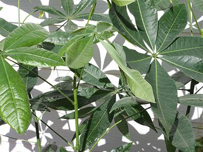 发财树如何修剪，教你如何修剪大发财树（发财树怎么修剪枝叶）