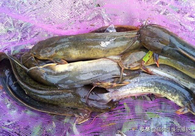 怎样钓塘角鱼，塘角鱼用什么钓最好（详解野钓热带鱼类——塘角鱼）