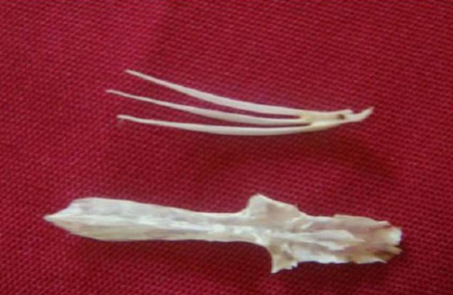 四川八大碗是哪八道菜，四川九大碗每道菜图片（因为有道“特别”的菜受过皇封）