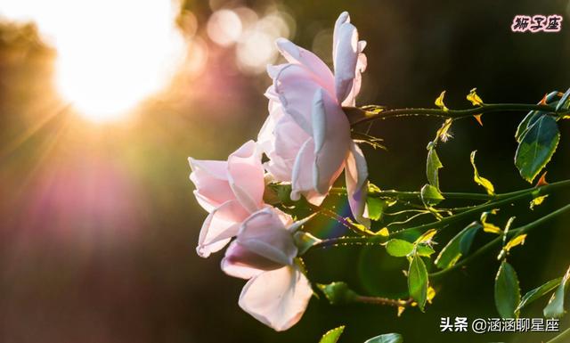 巨蟹女为什么没人追，巨蟹座女生为什么没人追（却很少有人追的四大星座）