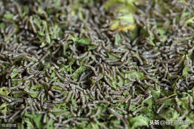 蚕变成蛾的过程（神奇动物之丝绸之路的起源——蚕宝宝变形记）