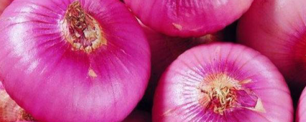 洋葱的种植方法，洋葱种子的种植方法（洋葱怎么种植）