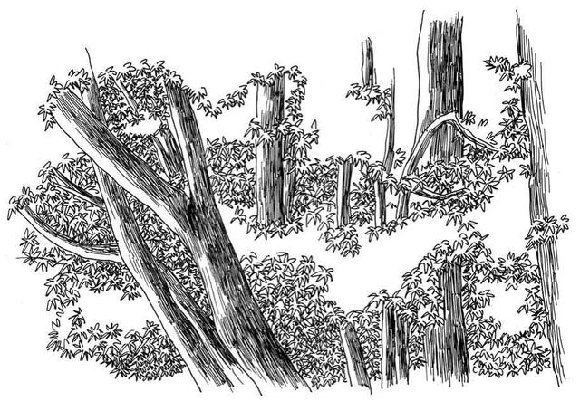 小树简笔画怎么画，小树的简笔画怎么画（教你三种常见树木画法）