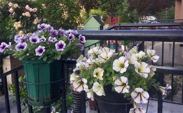 SuSu:一起种草莓来吗，微信头像，SuSu:一起种草莓来吗?【杂图】（花芽蹭蹭长满盆）