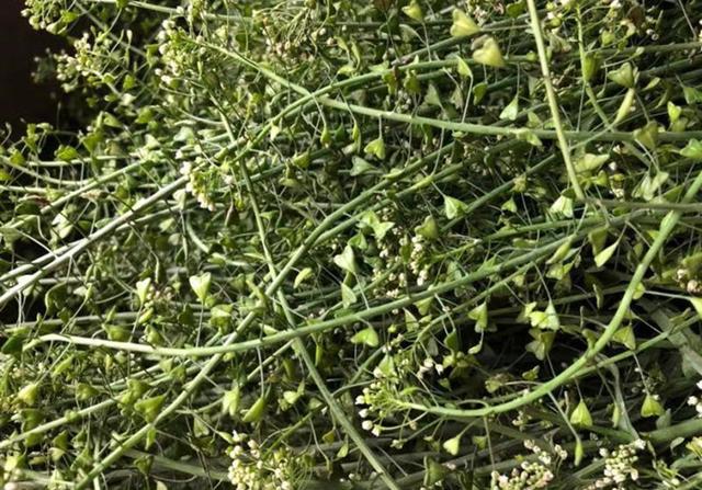 荠菜煮鸡蛋鸡蛋是咸的还是淡的，荠菜煮鸡蛋的味道是什么样的（记得用荠菜煮鸡蛋）