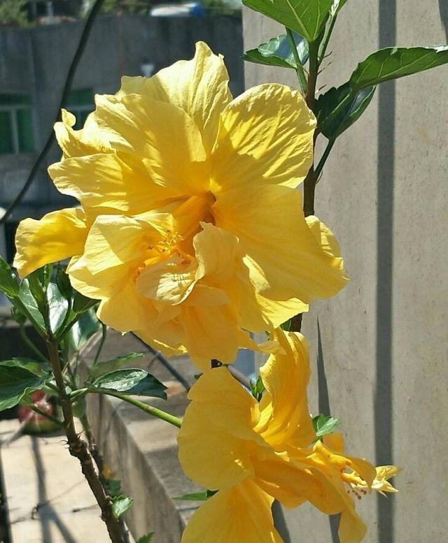 扶桑的养殖方法，扶桑花的养殖方法和注意事项（做好4点，四季吐艳，花开不断）