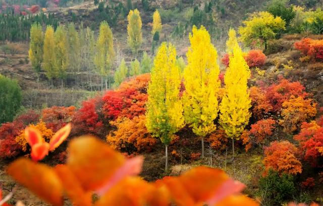 满山红叶似彩霞，阿宝歌曲大全（山东最全赏红叶地图来了）