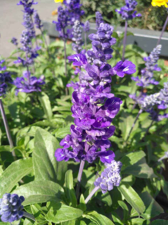 马蹄花的花语，白马蹄花花语（你的幸运花是哪种）