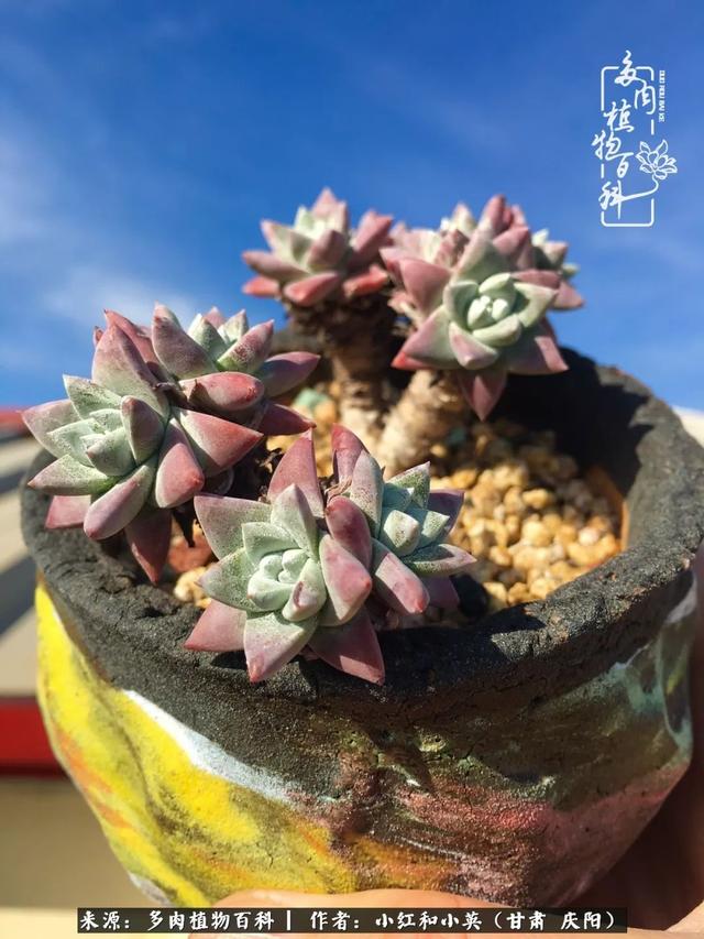 姐妹情深的句子，姐妹情深的句子简短（赏娇媚多肉，忆姐妹情深）