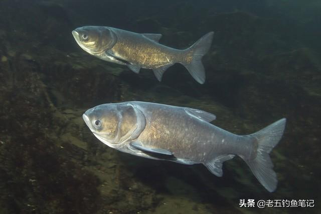 手竿钓鲢鳙实战技巧全解析：不扰他人，轻松上鱼的独家秘笈视频教学