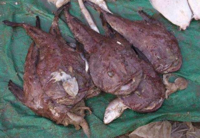 安康鱼怎么做比较好吃，安康鱼的做法（胶东农家的习俗）