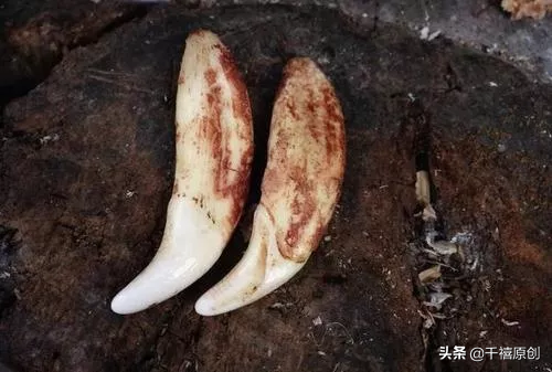 狼牙什么属相的人不能佩戴，不适合带狼牙的属相（这5种动物首饰你还敢戴）