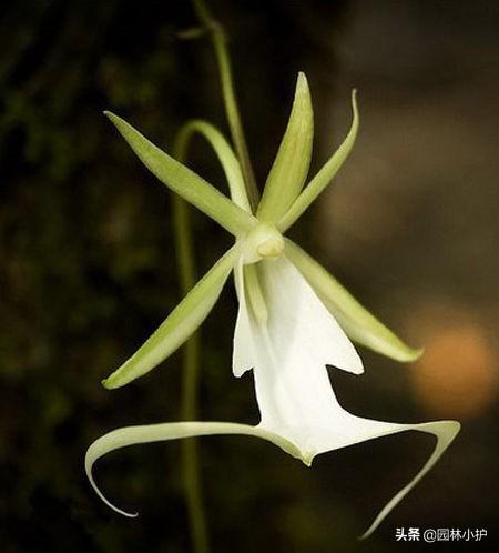 什么兰花最值钱，名贵兰花品种（全球十大名贵兰花品种）