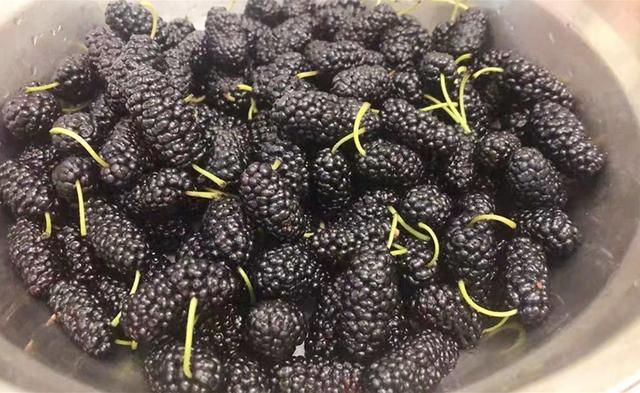 桑葚怎么洗才能干净，桑葚怎么洗干净（有人加盐有人加碱）