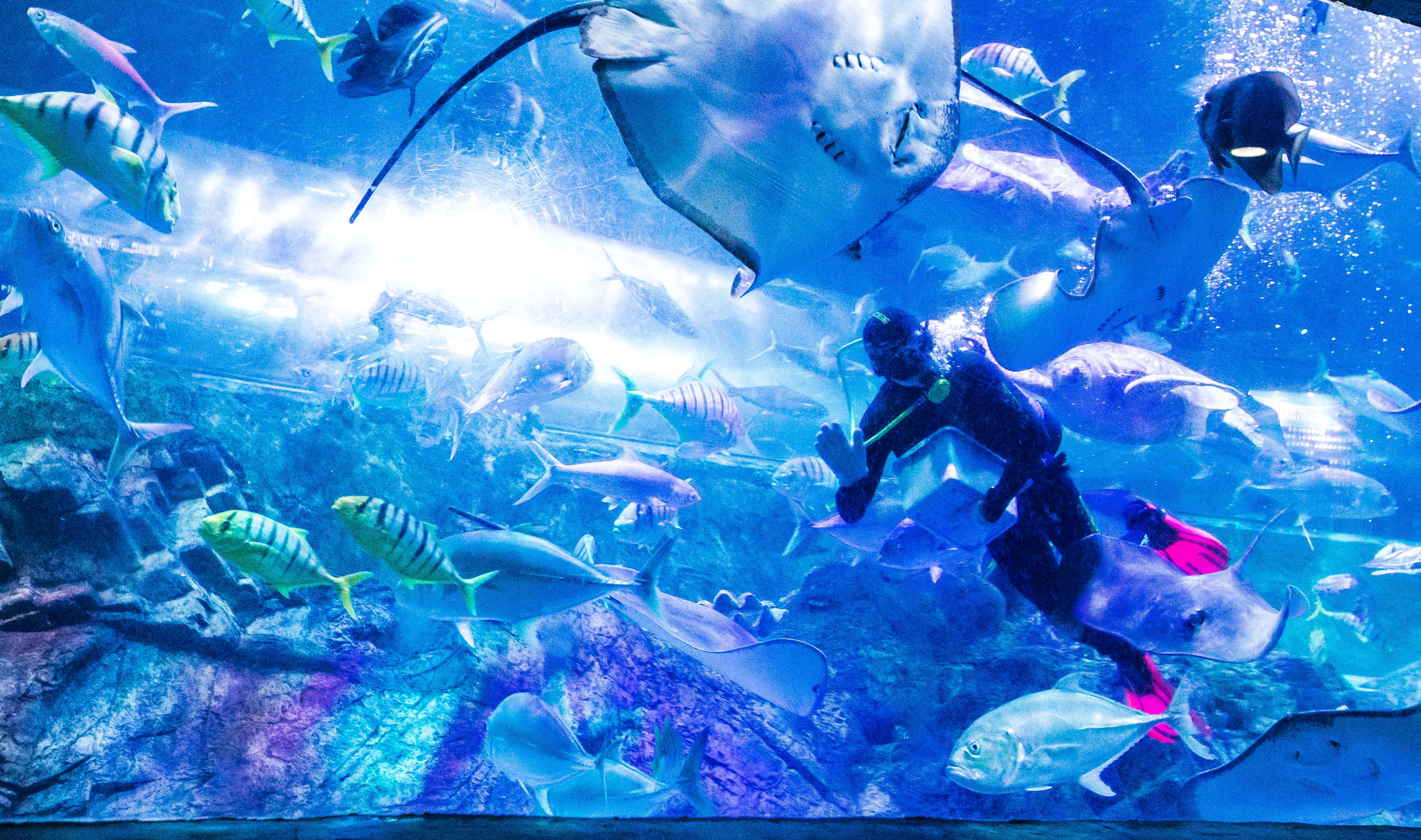 海底世界不可错过表演