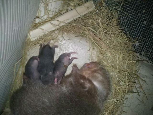 竹鼠养殖技术视频，竹鼠养殖技巧（养殖竹鼠怎样才能赚钱）