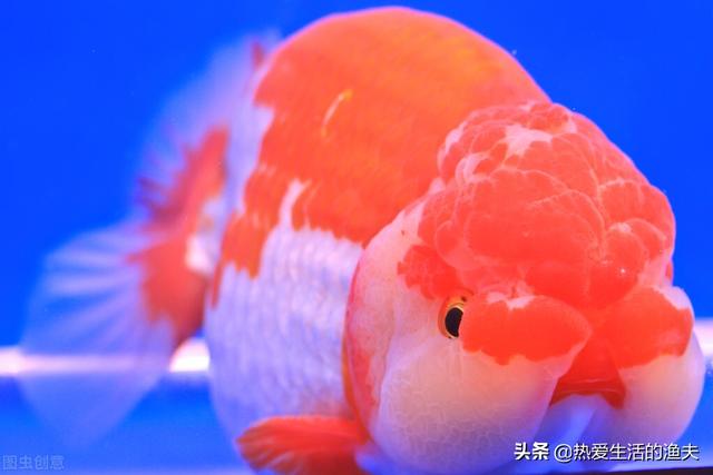 怎么养金鱼的技巧，怎么养金鱼的技巧和方法（金鱼到底一天喂几次为宜）