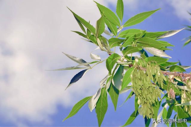 白蜡树种植方法及注意事项，但在种植过程中有几个问题需要特别注意