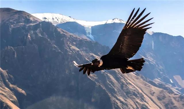 安第斯神鹫吃什么，安第斯神鹰吃狮子（秘鲁出现世界上最大的猛禽神鹫）