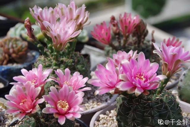 荷花的外貌特征，荷花的外貌特征怎么写（这花平时丑的没人看）