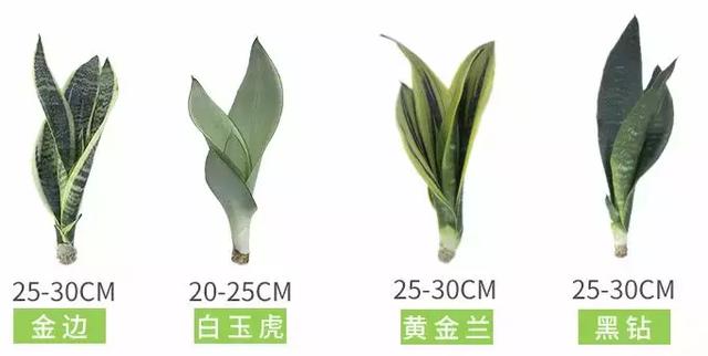 绿萝好养吗,绿萝怎样栽培(绿萝竟然排在倒数第1) 绿萝好养吗,绿萝怎样栽培(绿萝竟然排在倒数第1)