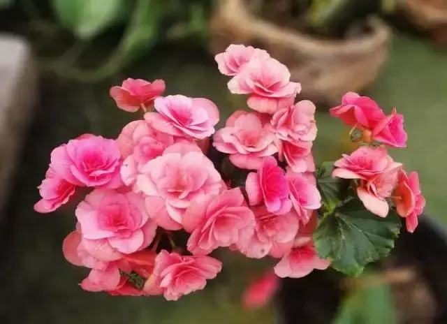 各种花开放的时间（100种常见花的花开时间附图）